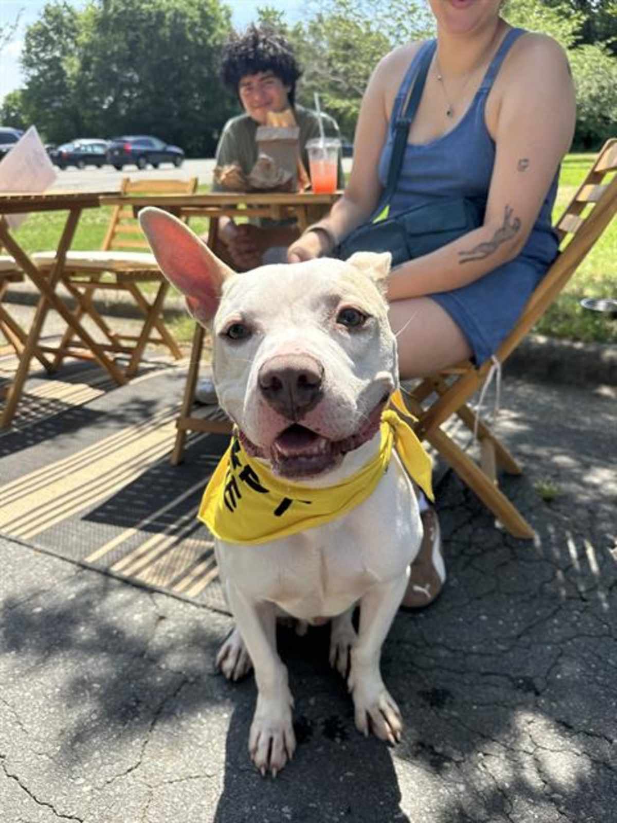 KANO - American Staffordshire Terrier available for adoption