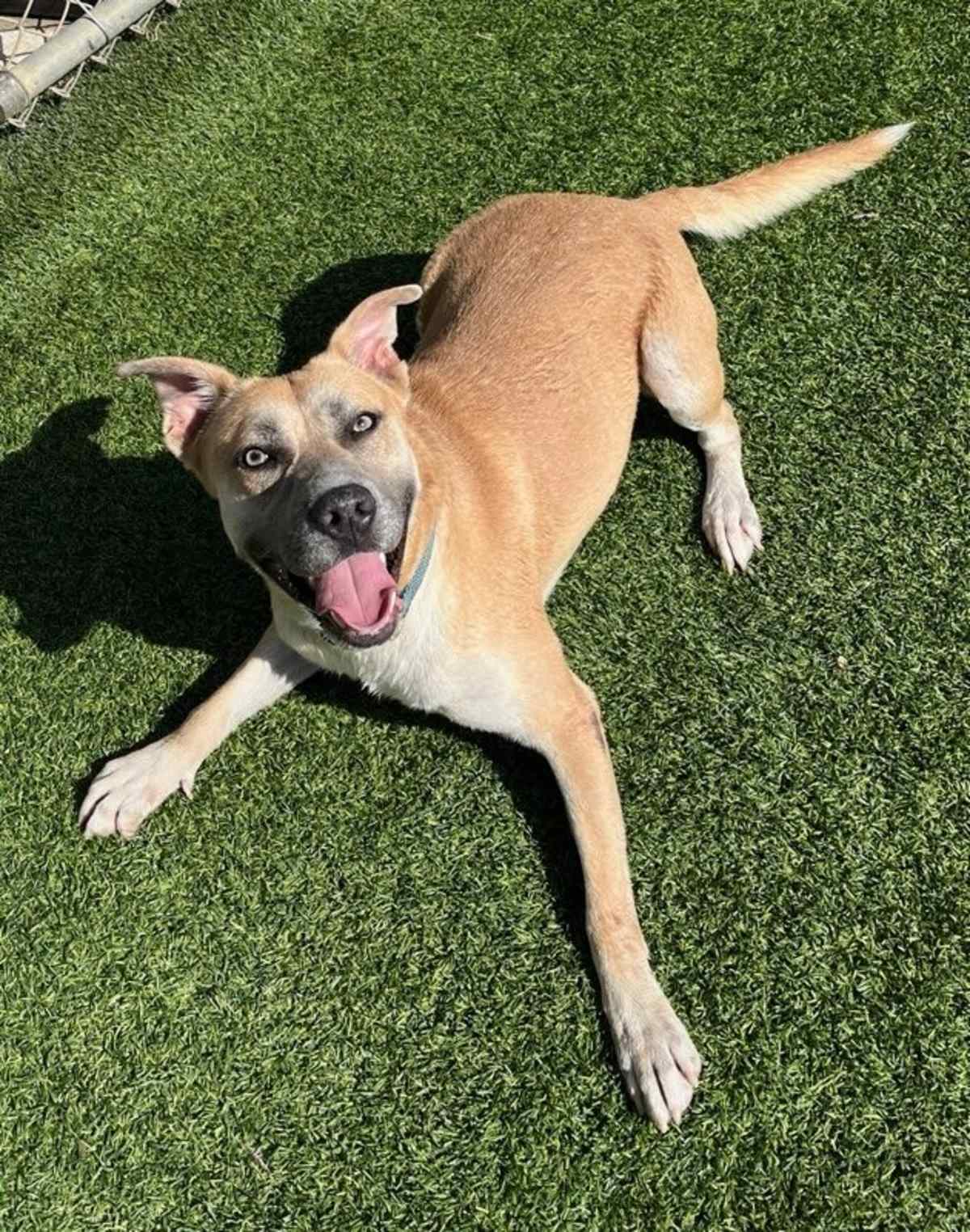 AMIGO - American Pit Bull Terrier for adoption in Fort Worth