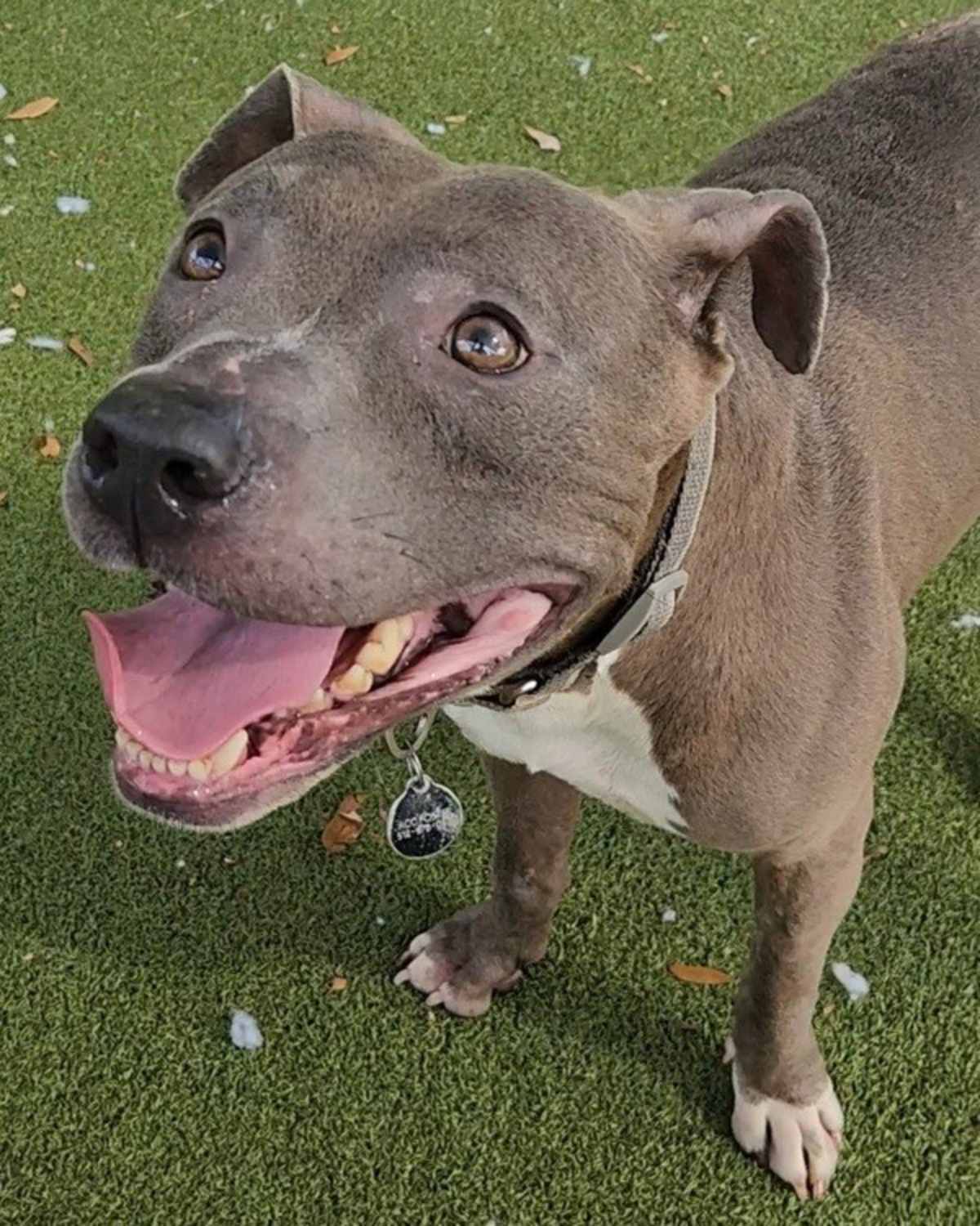 BOTANICUS - American Pit Bull Terrier available for adoption
