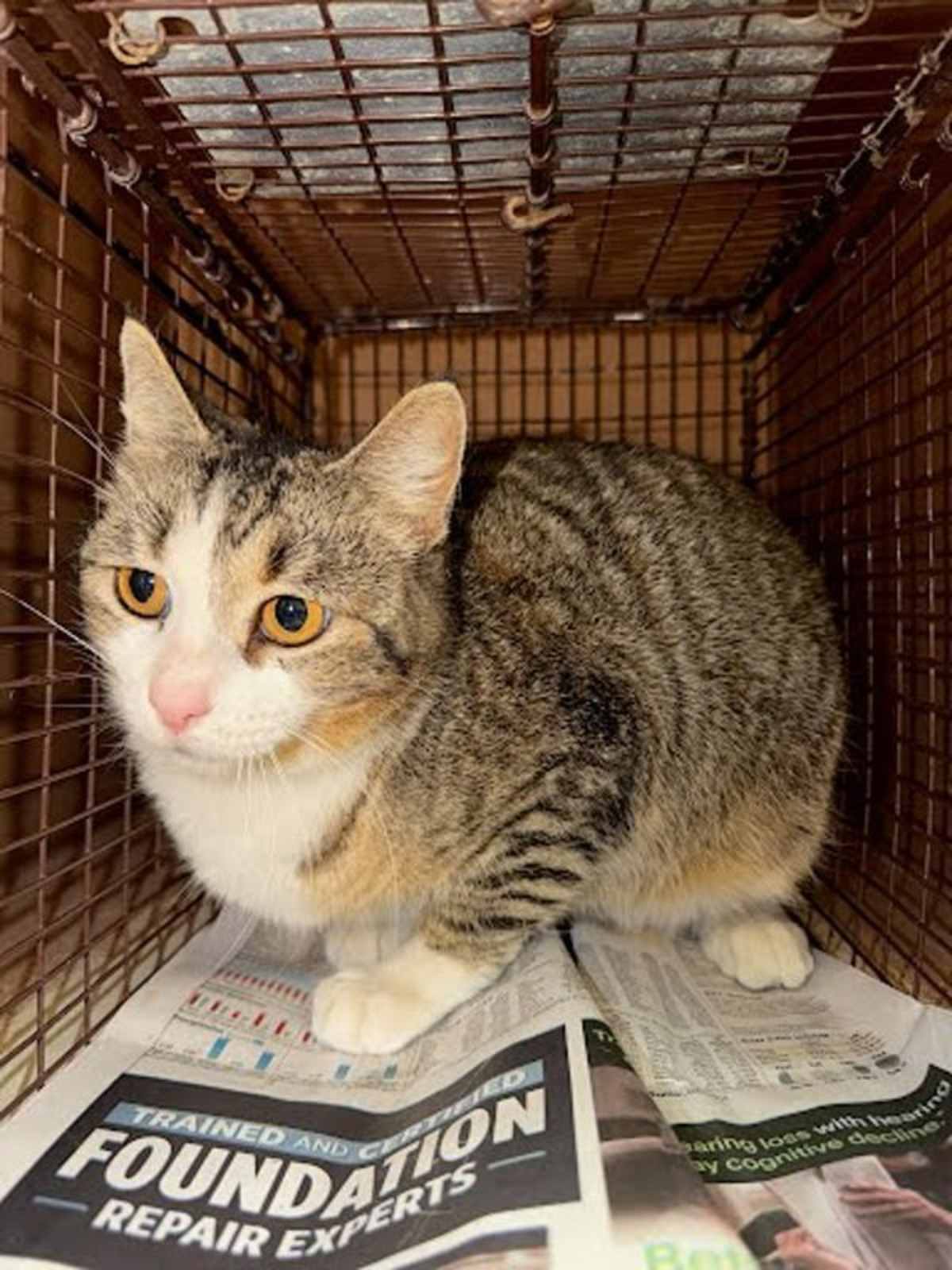 BEE - Domestic Shorthair available for adoption
