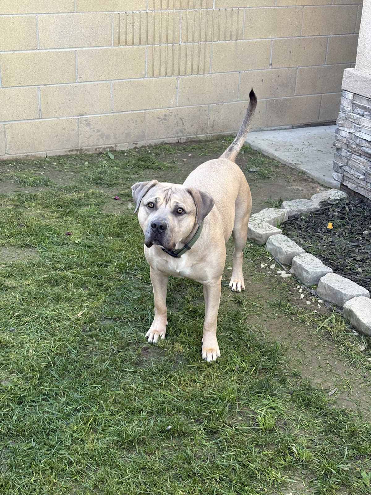 KODA(CP) - Mastiff / Pit Bull Terrier available for adoption