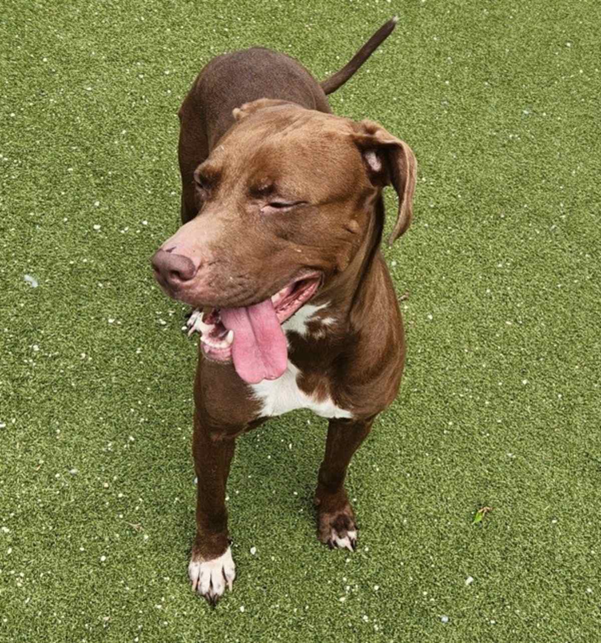 KAYDA - Labrador Retriever / American Pit Bull Terrier available for adoption