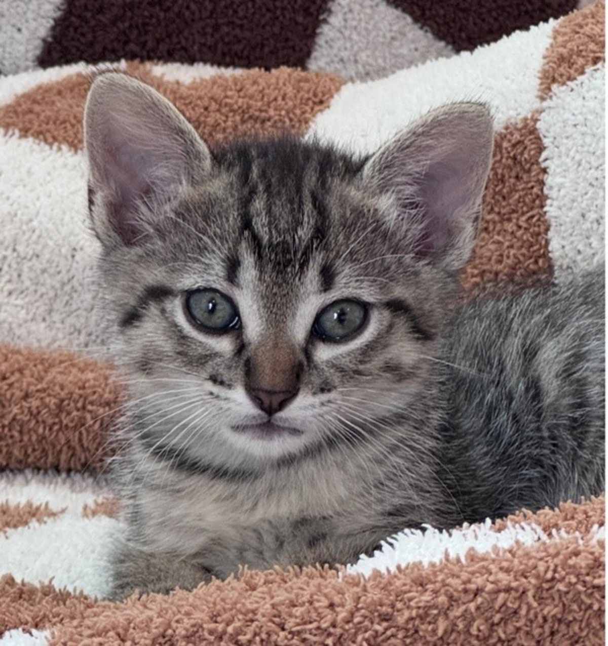 B.B. - Domestic Shorthair available for adoption
