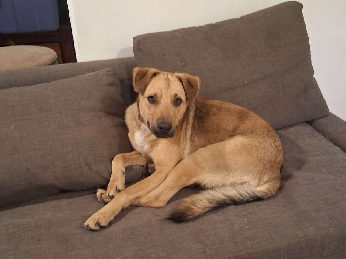 FIRU(CP) - German Shepherd Dog / Labrador Retriever available for adoption
