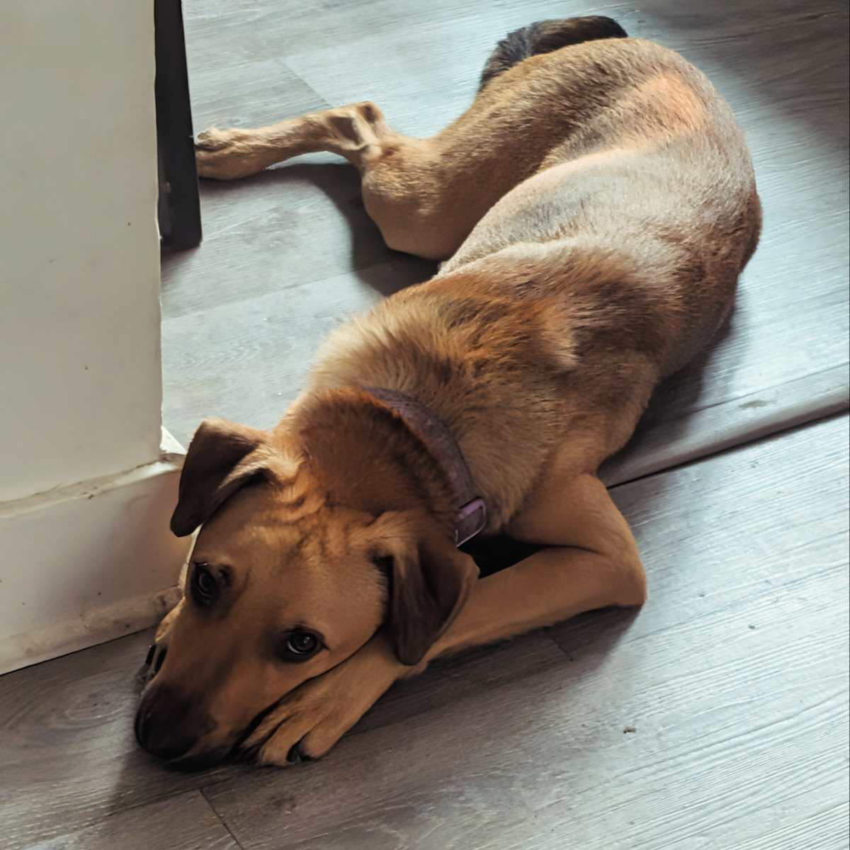 FIRU(CP) - German Shepherd Dog / Labrador Retriever available for adoption
