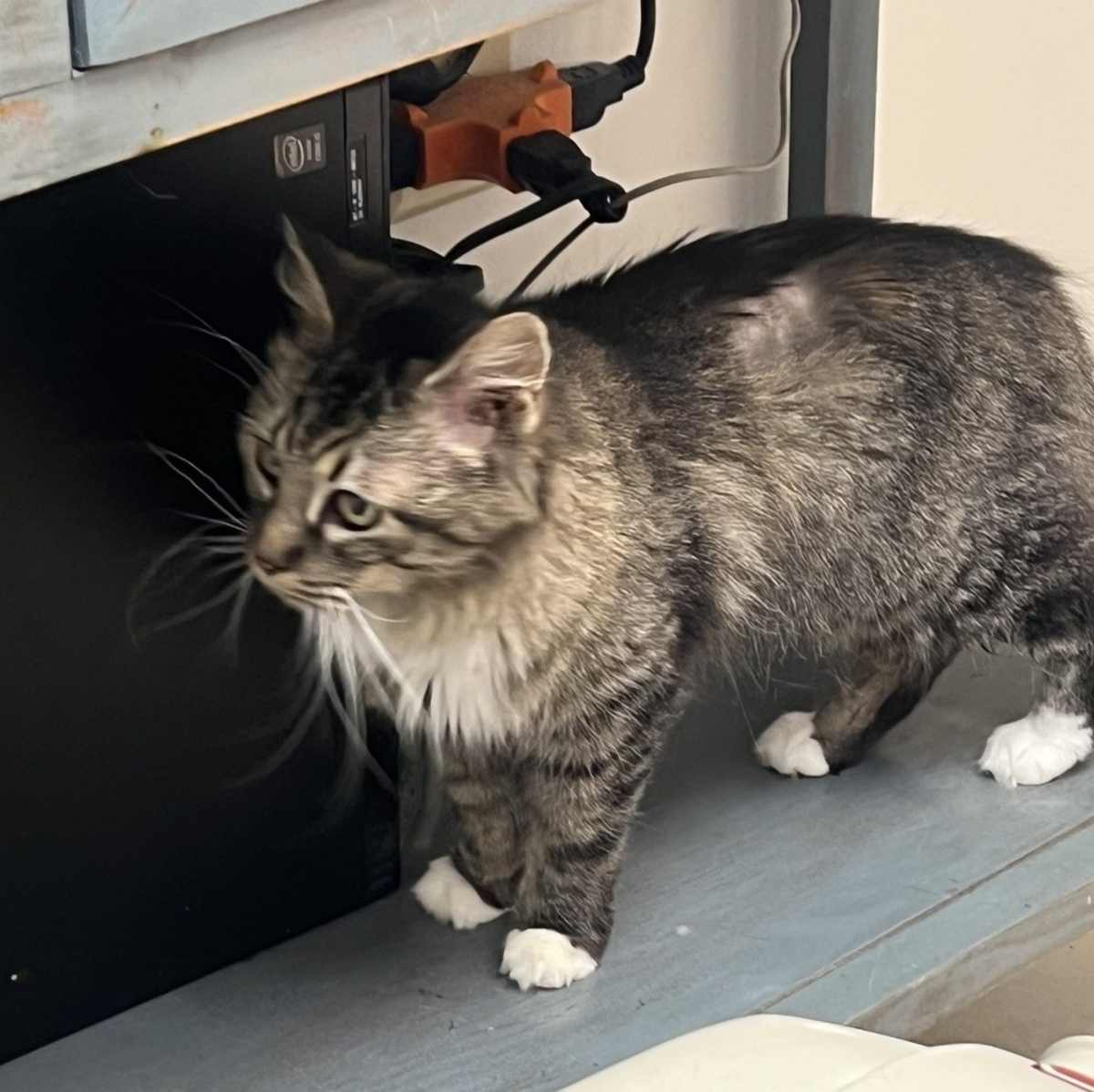 ZIVA - Domestic Longhair for adoption in Wilmington