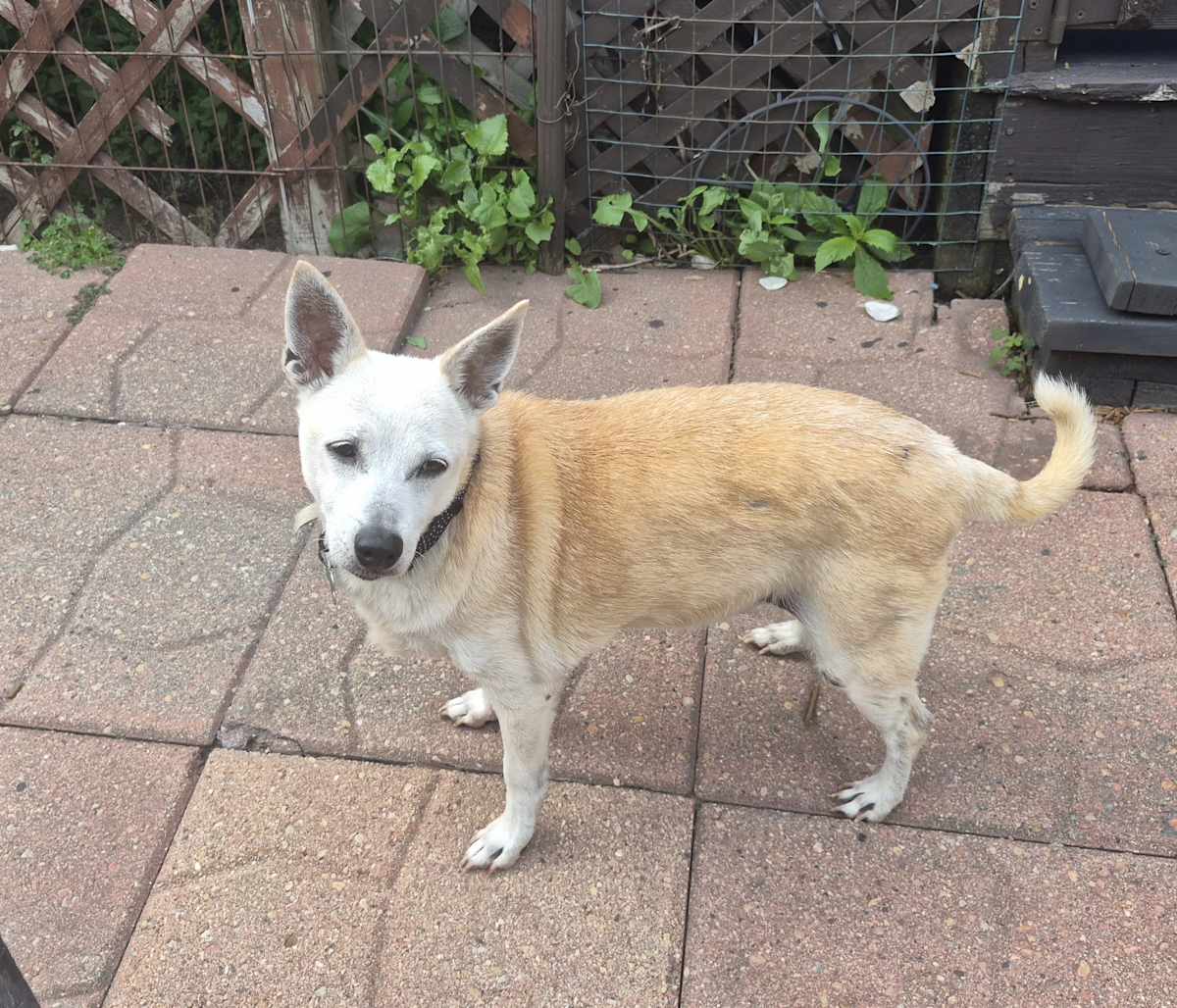 JC - Jack Russell Terrier / Chihuahua for adoption in Aurora