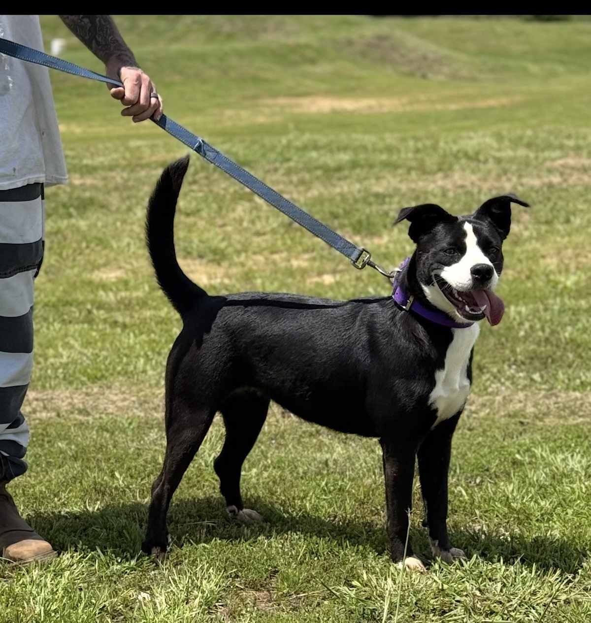 HECKY - American Pit Bull Terrier / Labrador Retriever available for adoption