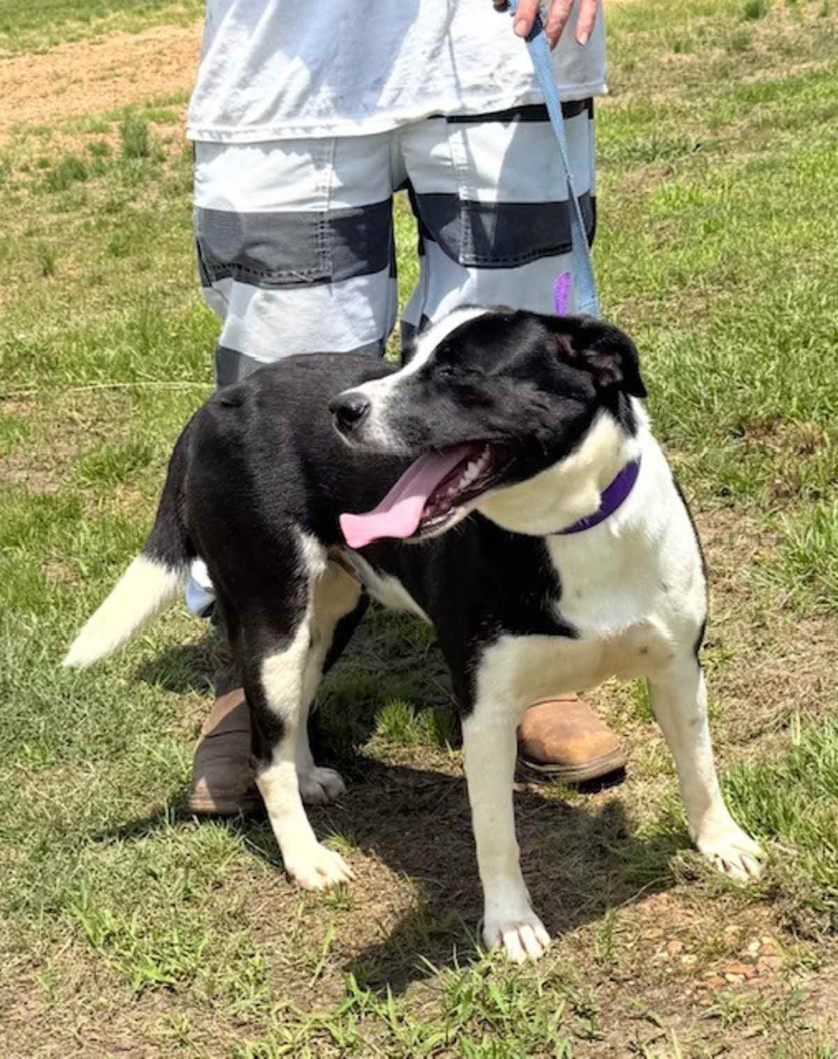 HOOKY - Border Collie / Labrador Retriever available for adoption