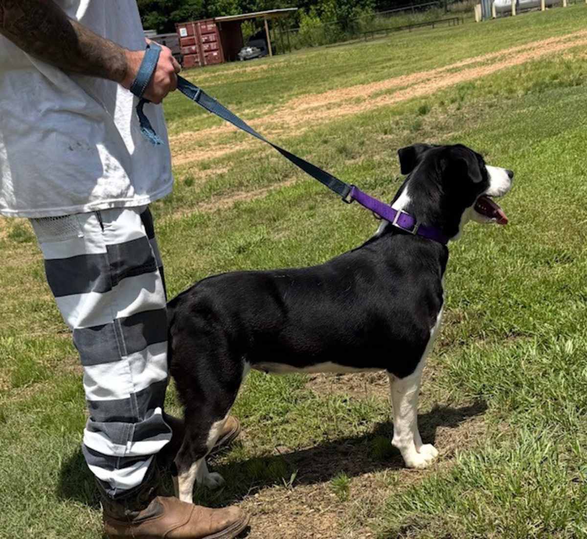 HOOKY - Border Collie / Labrador Retriever available for adoption