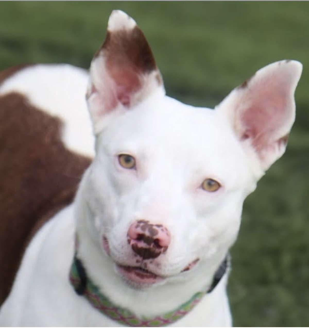 JUNIPER - American Pit Bull Terrier / Australian Shepherd available for adoption