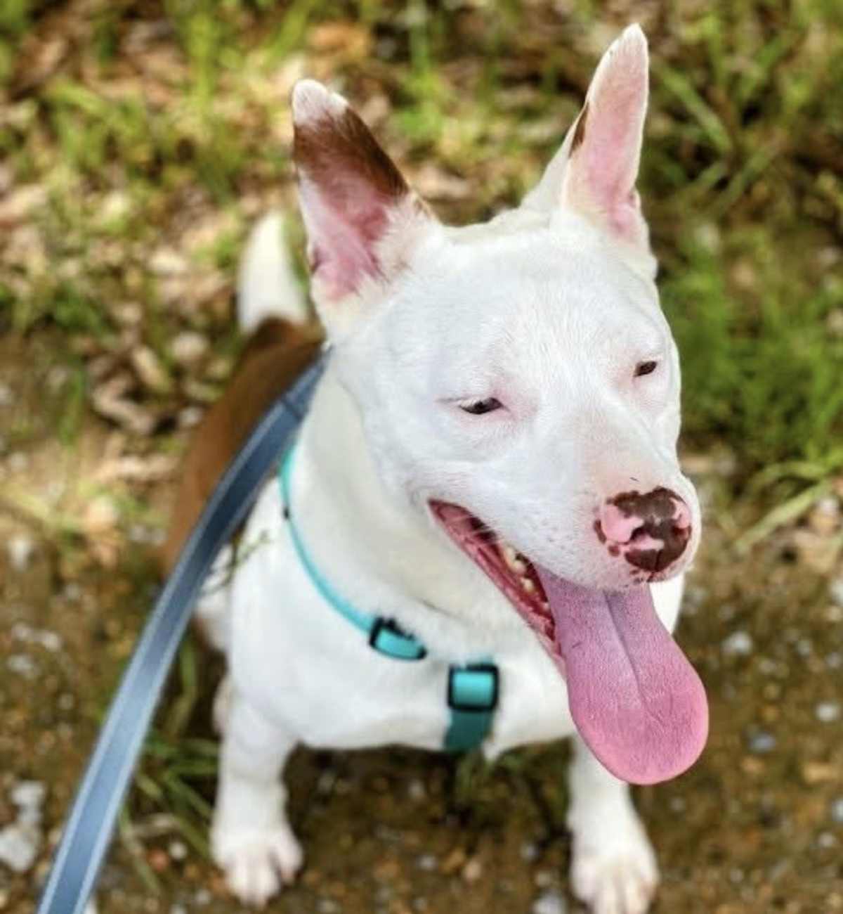JUNIPER - American Pit Bull Terrier / Australian Shepherd available for adoption