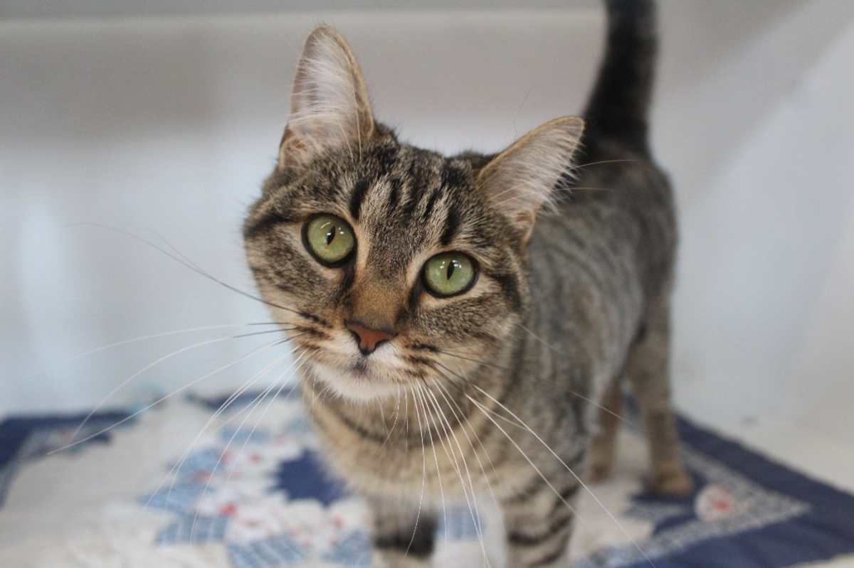 IRIS - Domestic Shorthair available for adoption