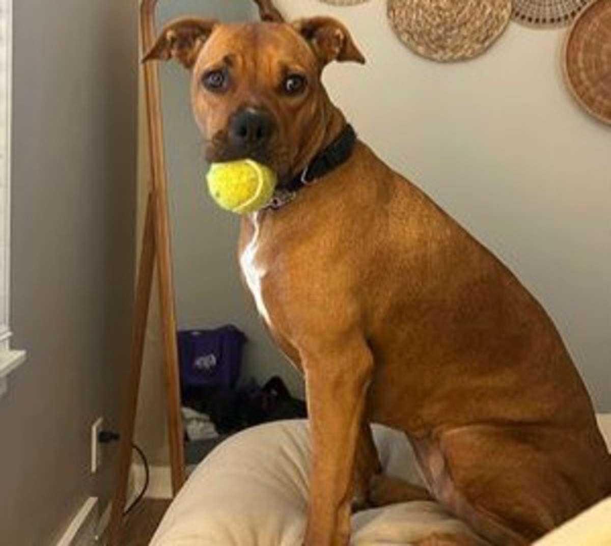 RED - American Pit Bull Terrier / Rhodesian Ridgeback available for adoption