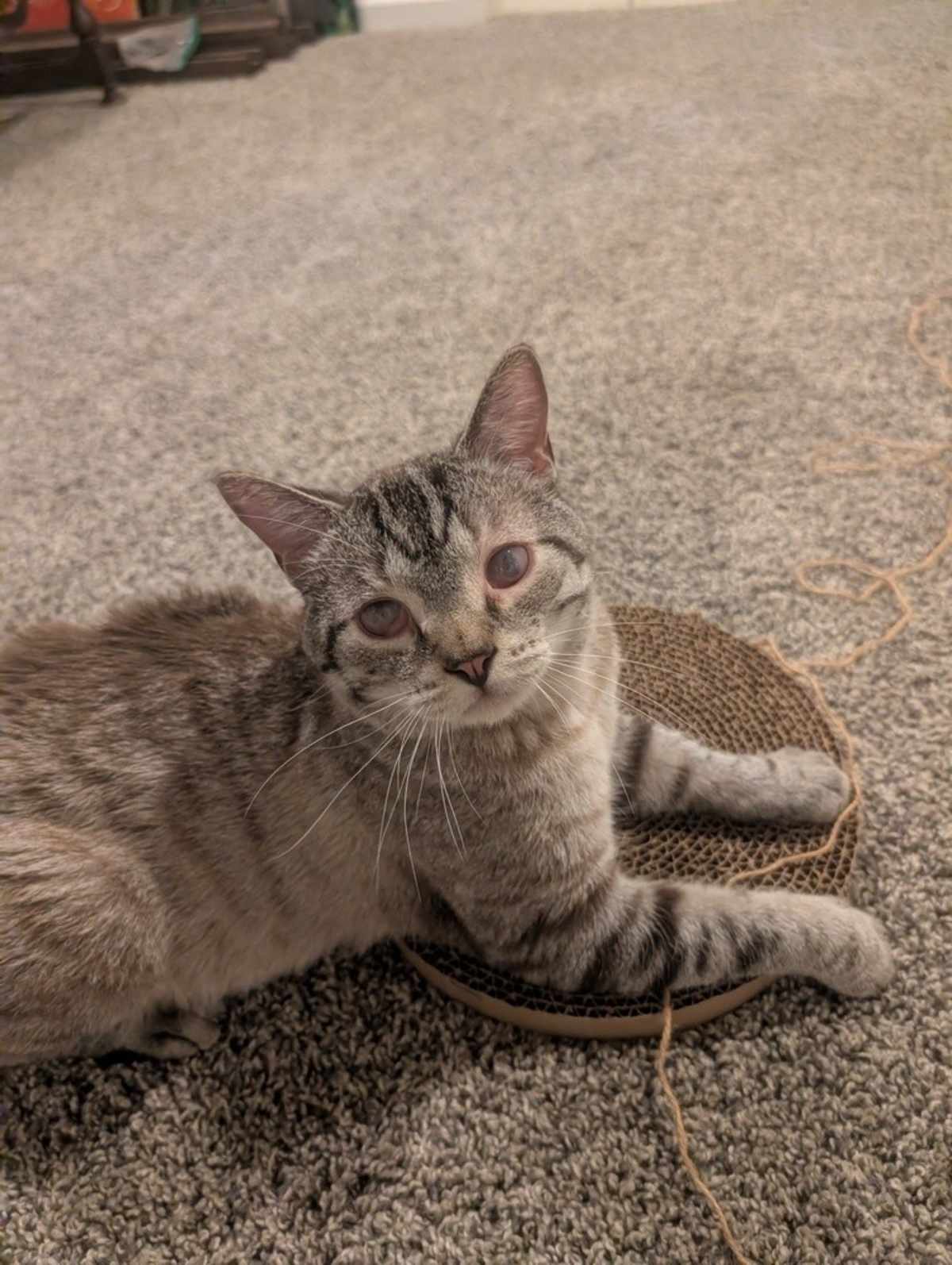 OTHNIEL - Siamese available for adoption