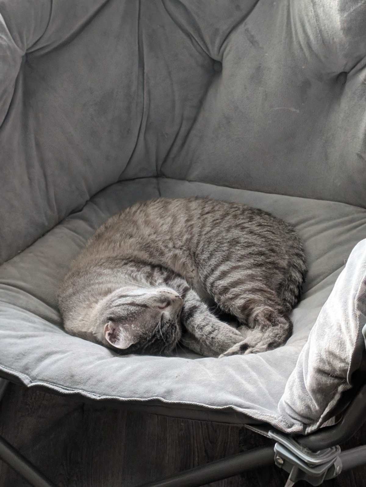 OTHNIEL - Siamese available for adoption