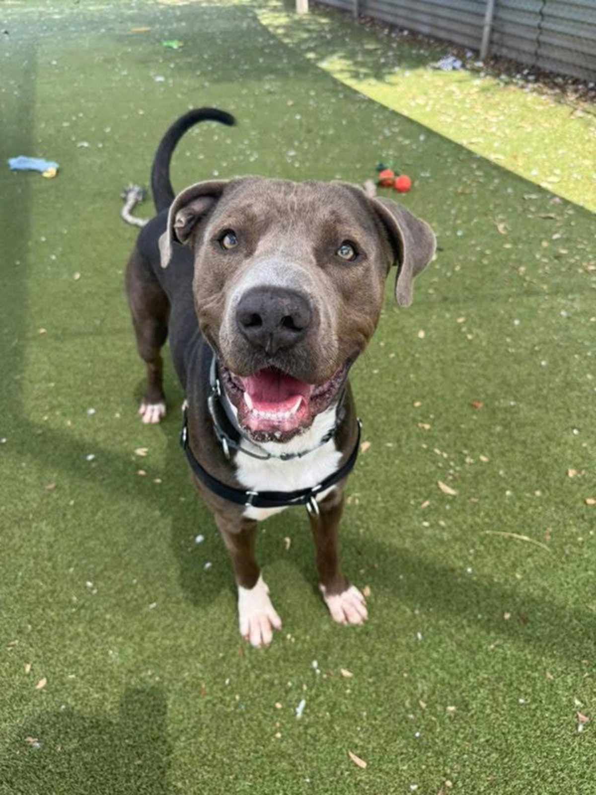 FIESTA - American Pit Bull Terrier available for adoption