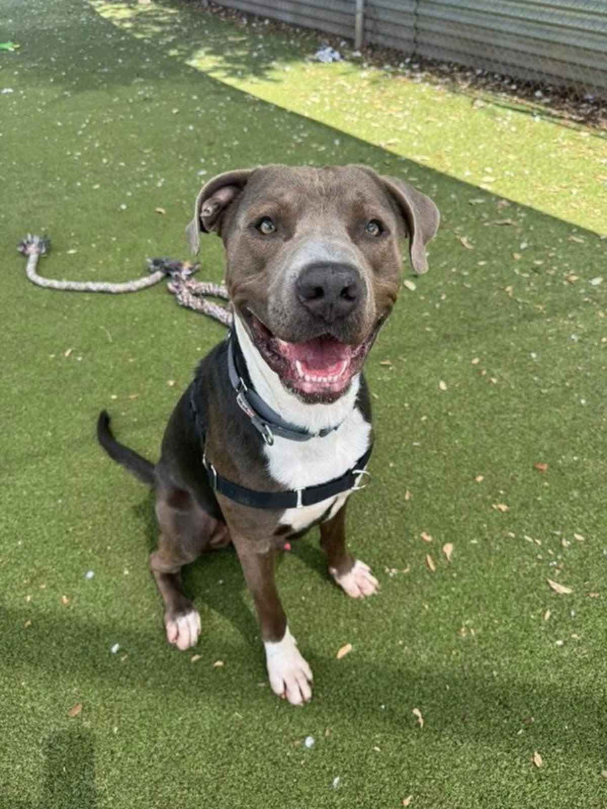 FIESTA - American Pit Bull Terrier available for adoption