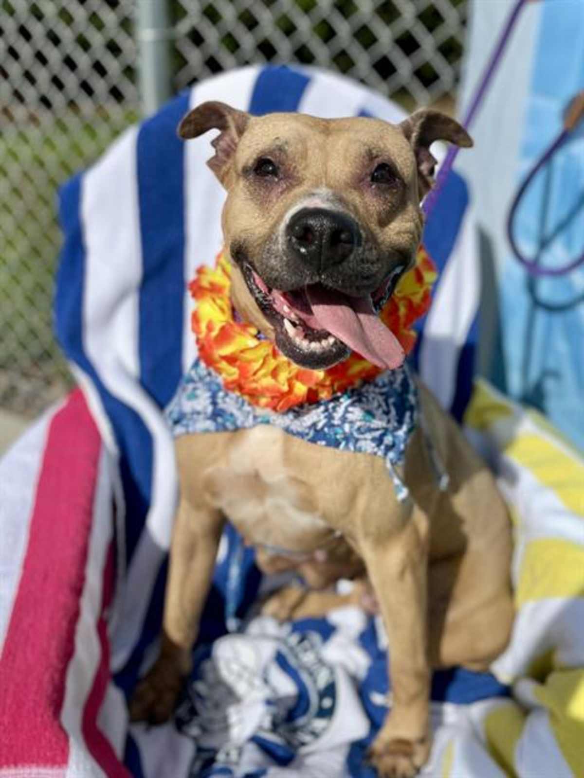 MARIGOLD - American Pit Bull Terrier available for adoption
