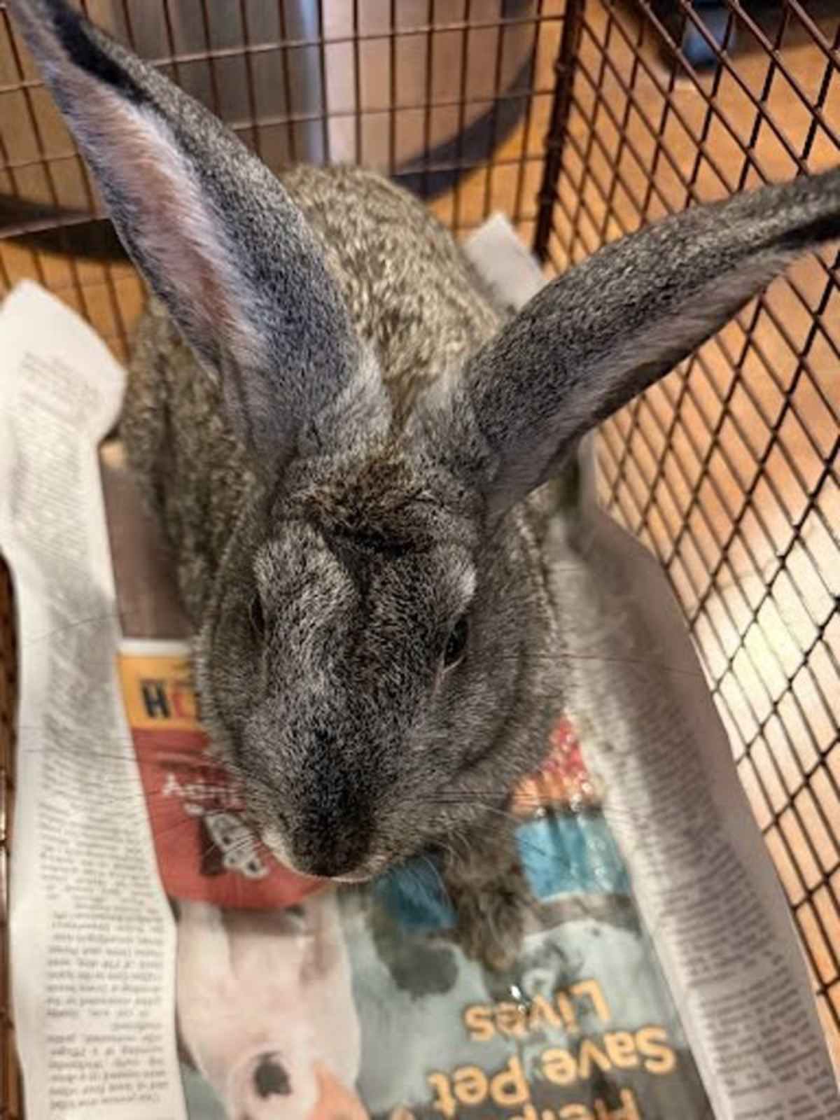 CHAMPAGNE - Champagne D'Argent available for adoption