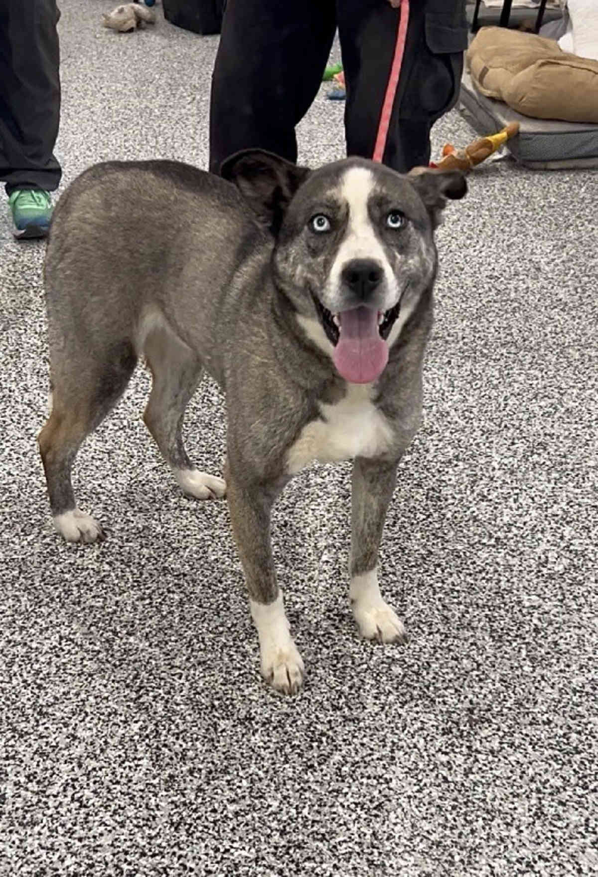 ALPINE - Husky for adoption in Aurora