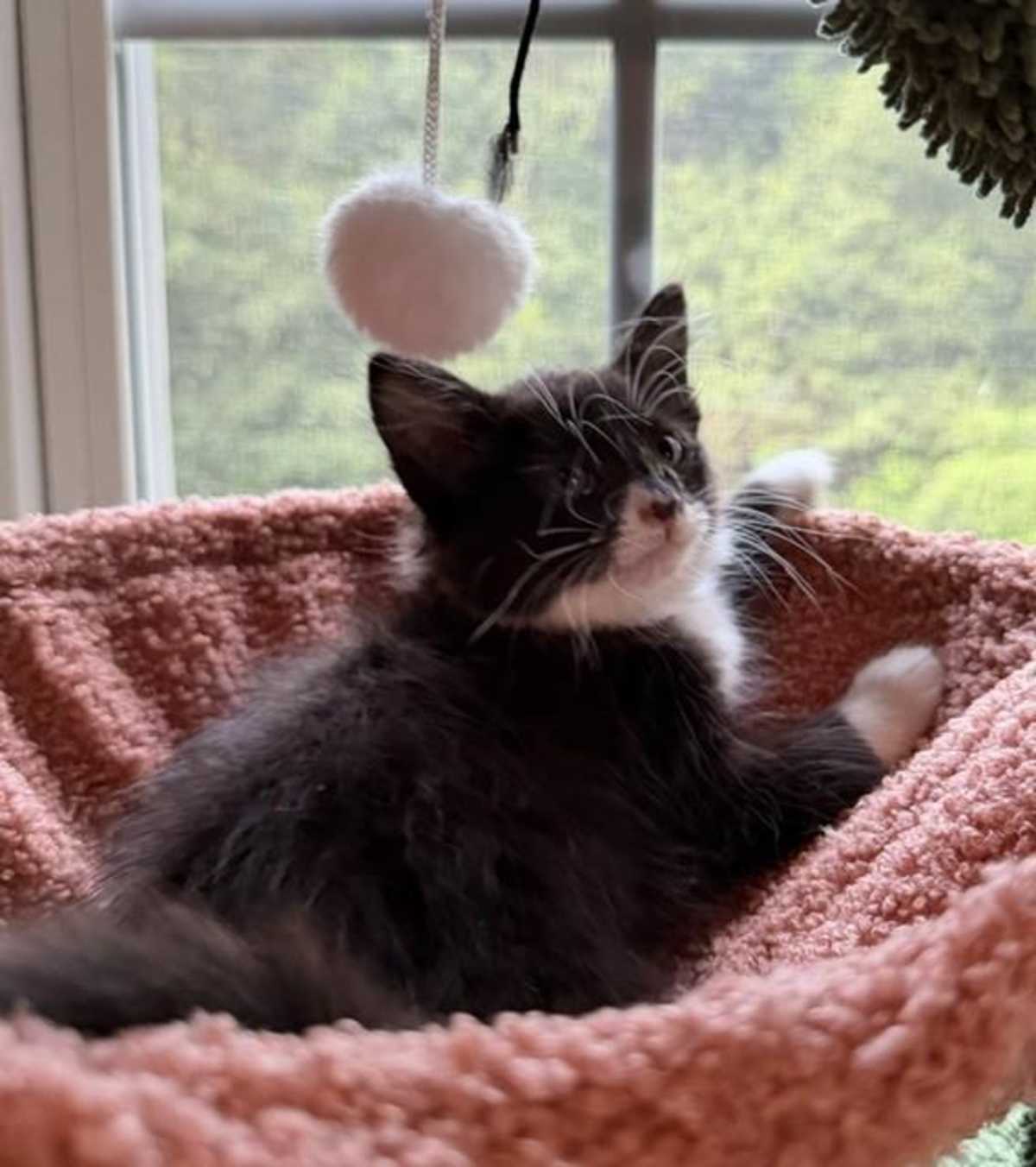 ALEXANDAR - Domestic Mediumhair available for adoption