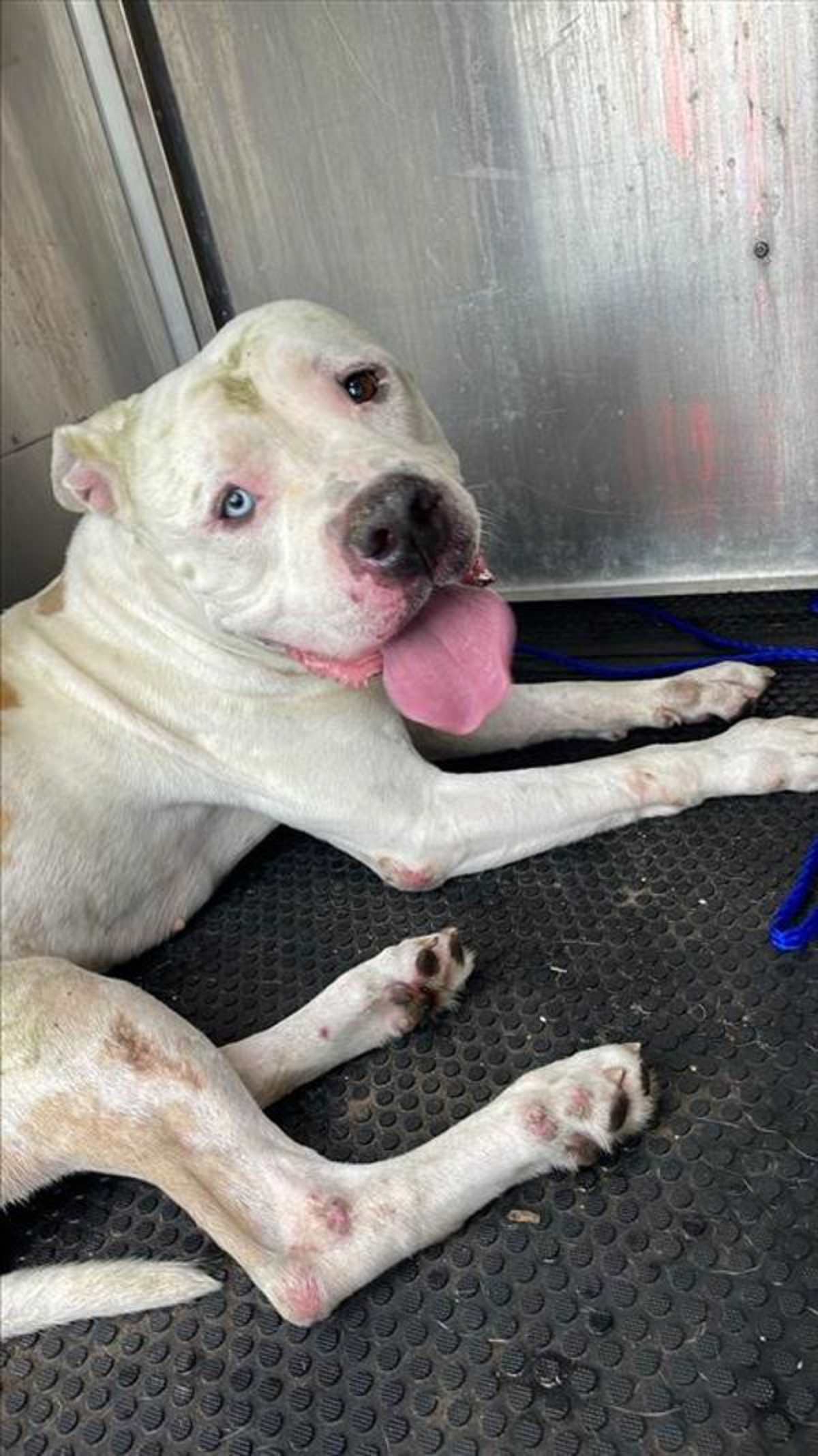 BENITO - American Pit Bull Terrier available for adoption