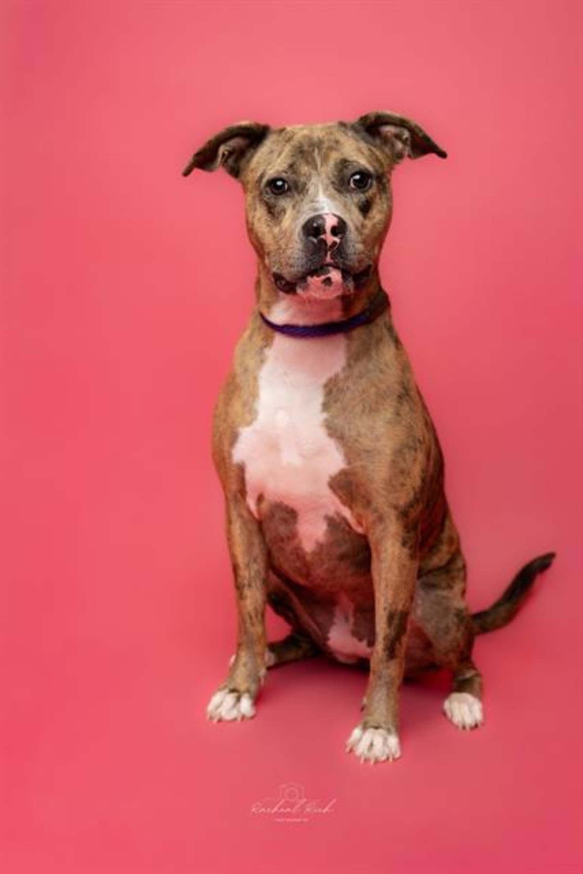 SNOOKIE - American Pit Bull Terrier available for adoption