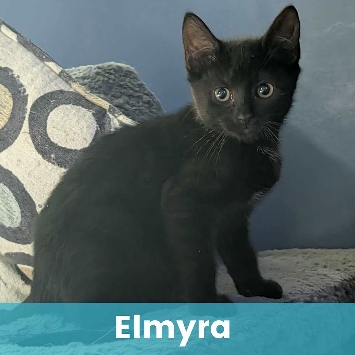 ELMYRA - Domestic Shorthair for adoption in Rochester