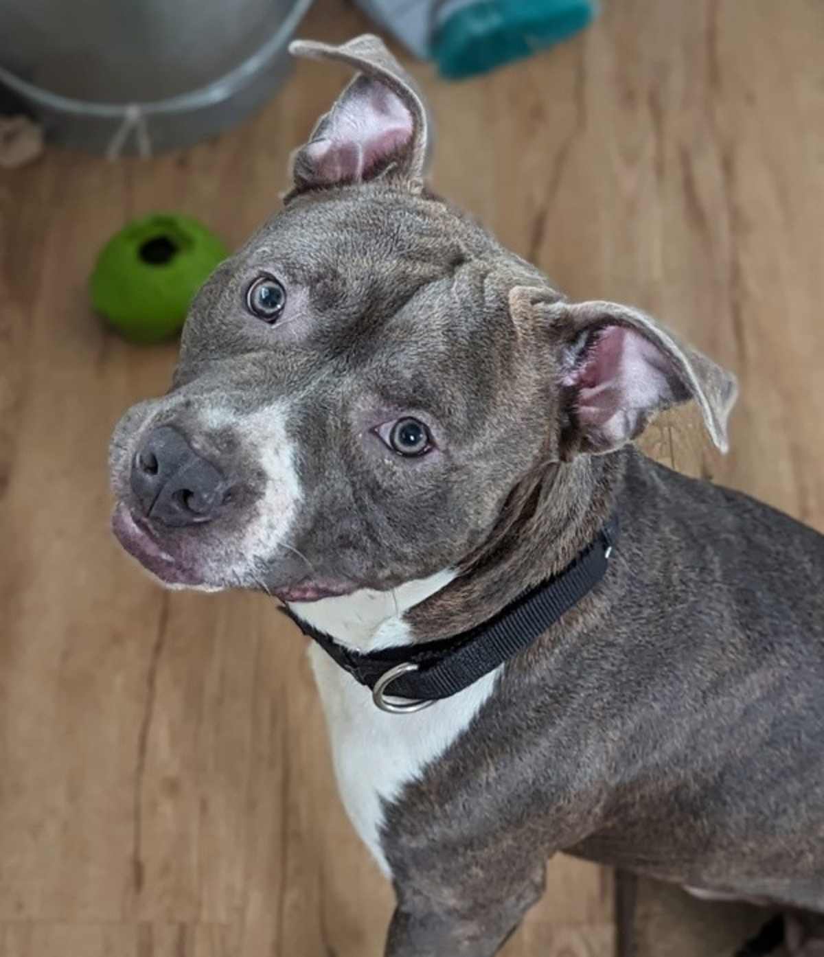 CHEECH - American Pit Bull Terrier available for adoption
