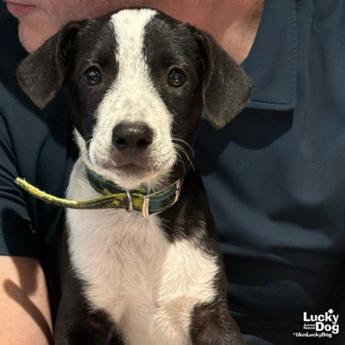JOSH - Labrador Retriever available for adoption