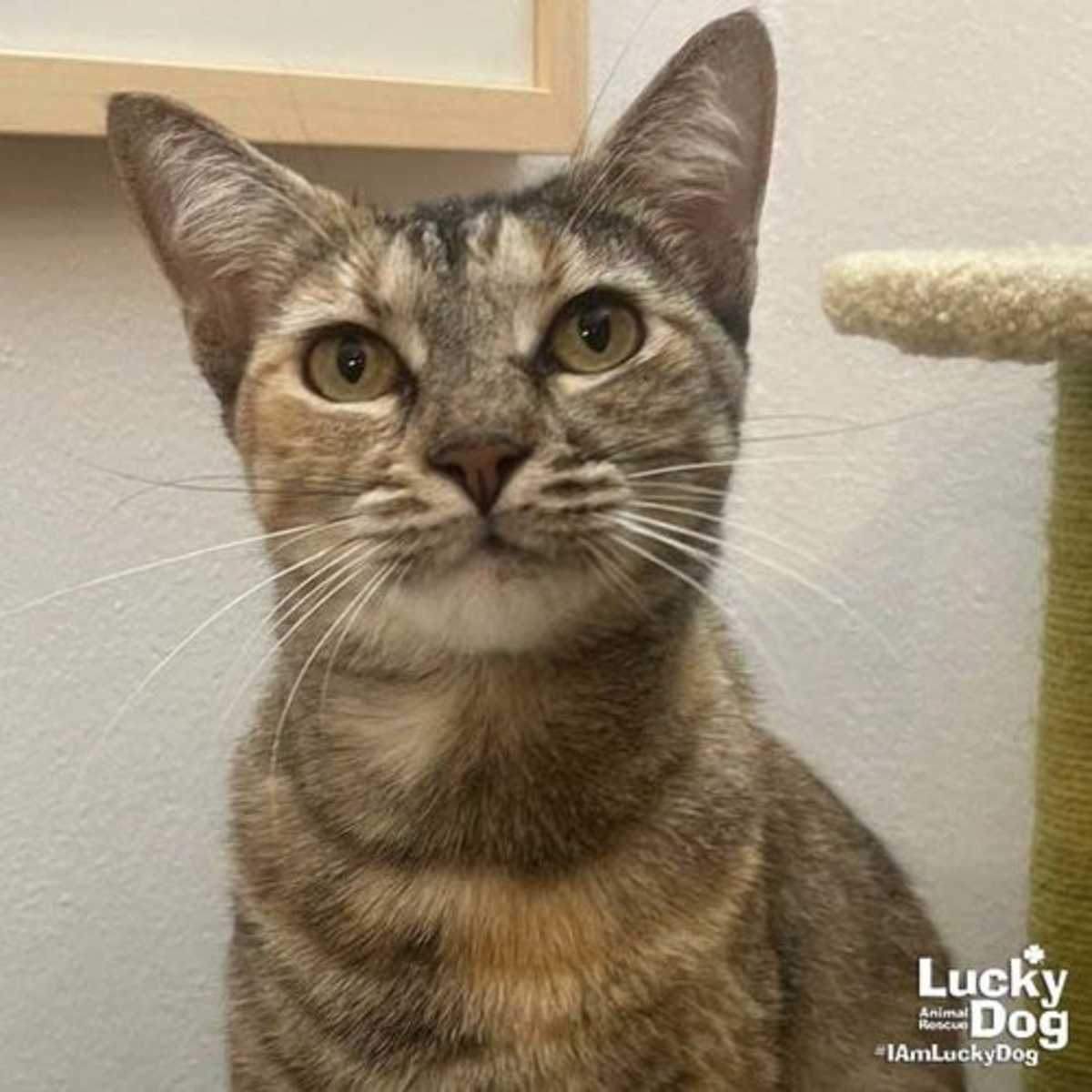 FERN - Domestic Shorthair available for adoption