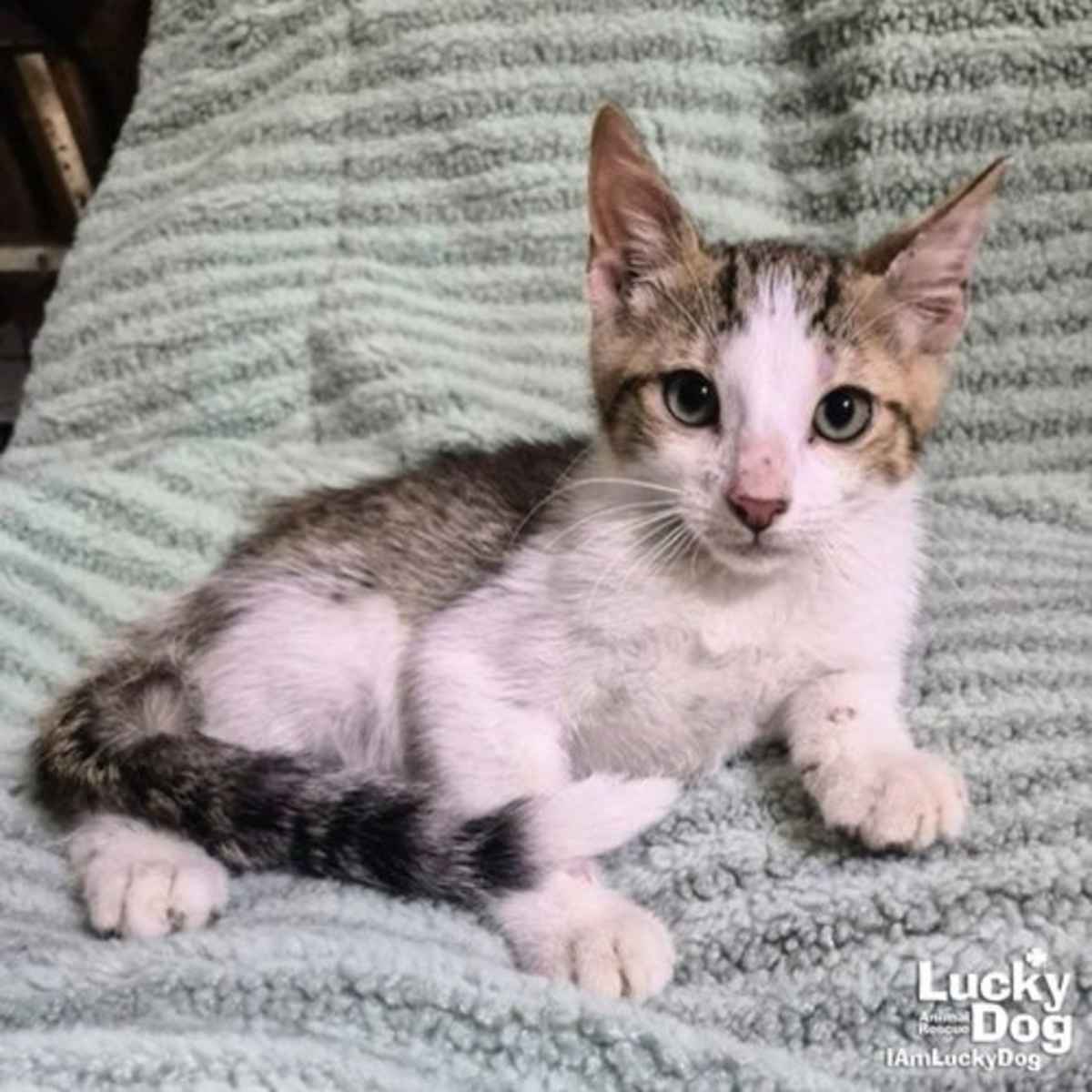 RIO - Domestic Shorthair available for adoption