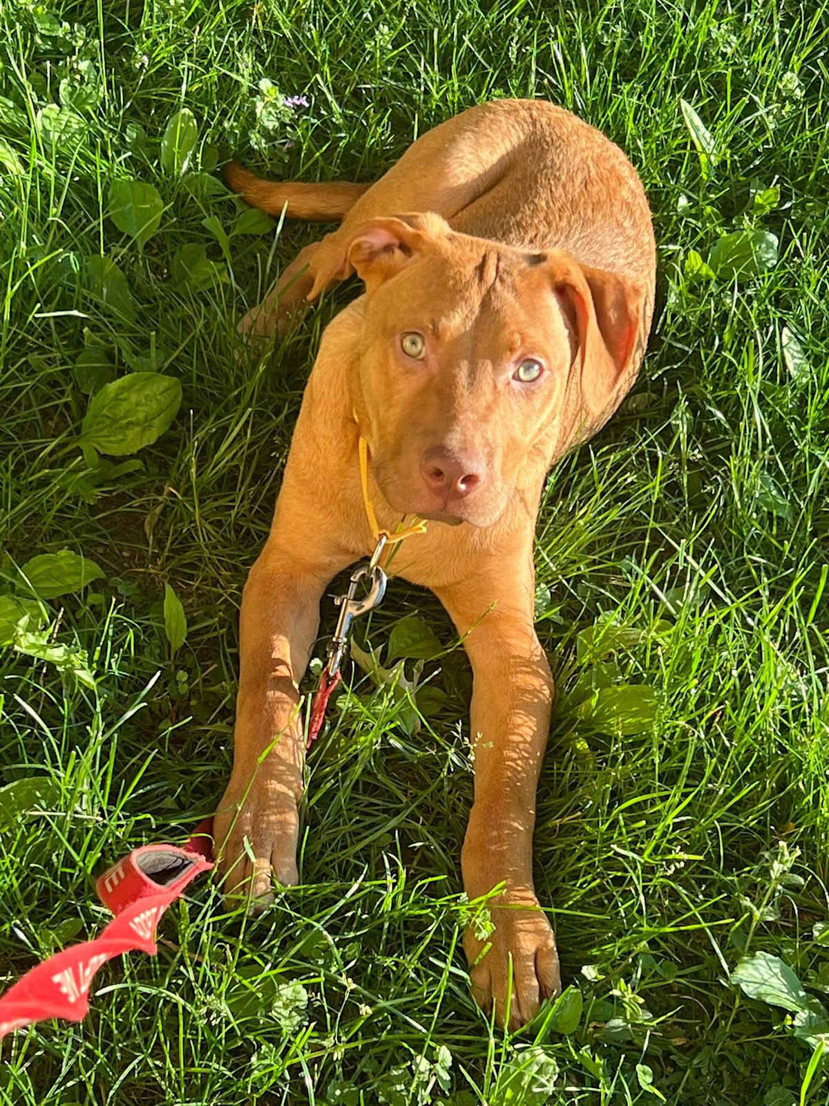 CHEETO ~ MEET ME! - Labrador Retriever / Boxer available for adoption