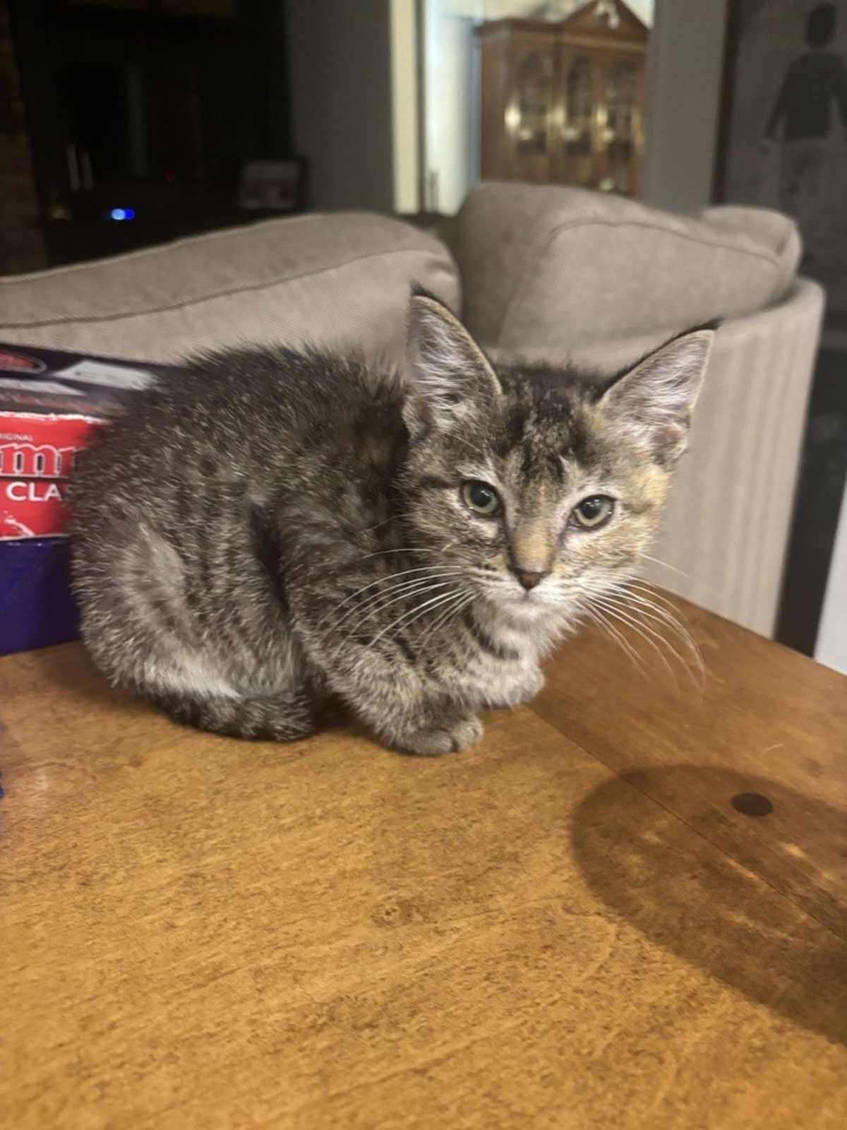 ABACUS - Domestic Shorthair available for adoption