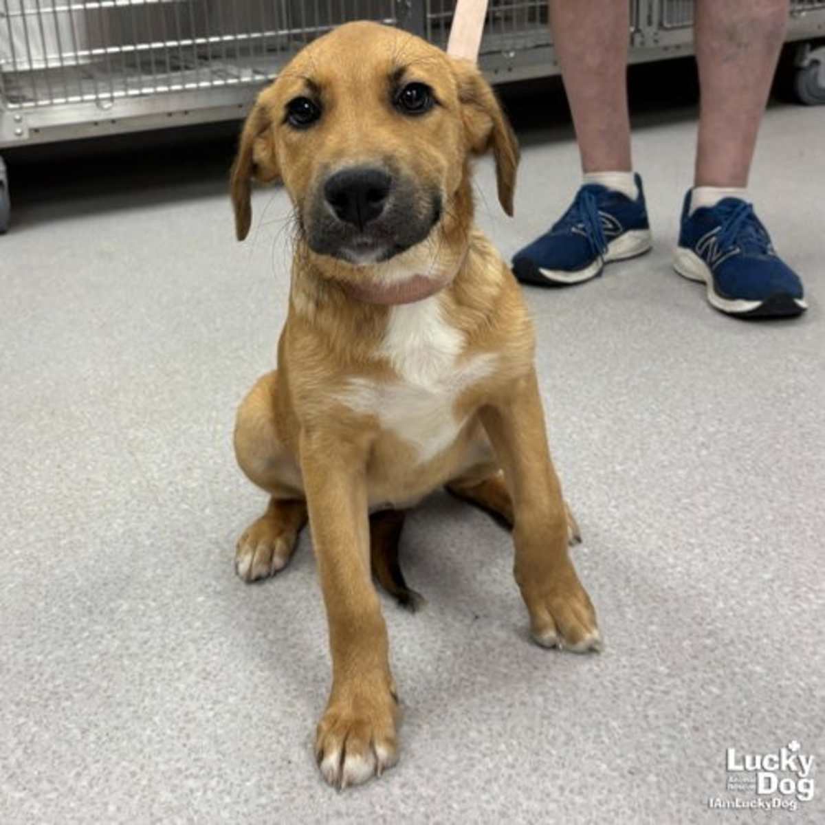 PIP - Shepherd (Unknown Type) / Retriever (Unknown Type) available for adoption