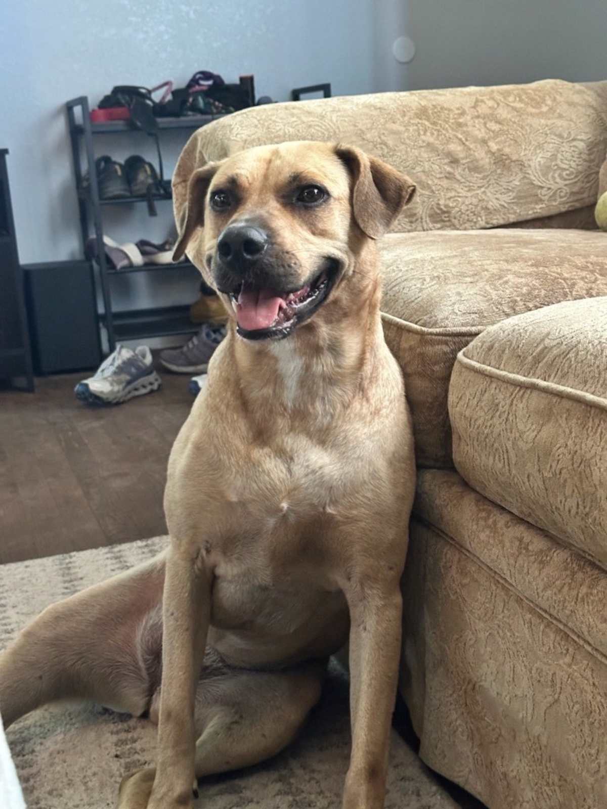 MIKI AKA MIKASA - Mixed Breed (Medium) available for adoption
