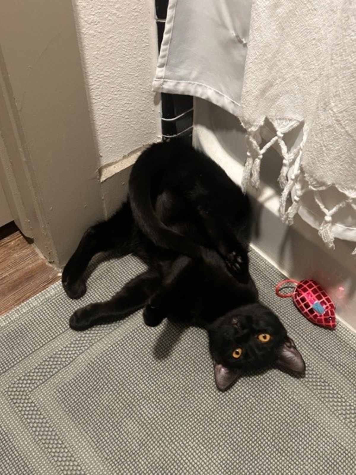 CHANDLER - Domestic Shorthair available for adoption
