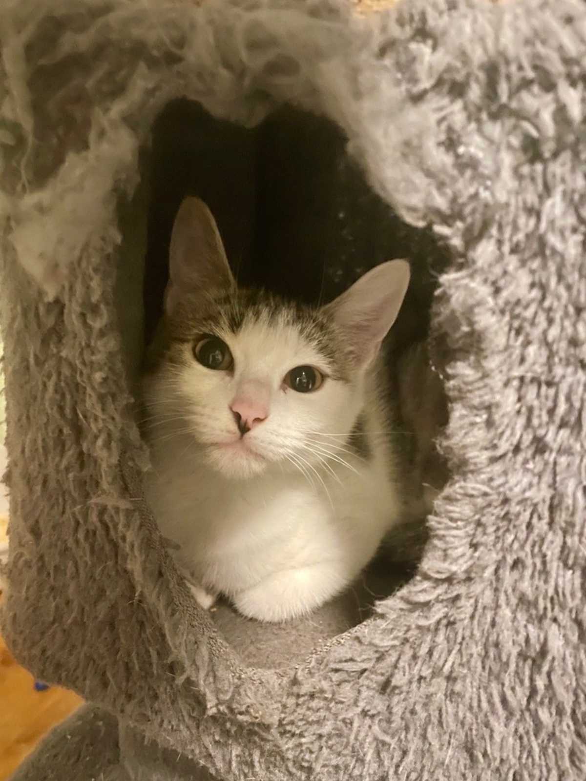 ALEXANDRA - Domestic Mediumhair for adoption in Wilmington