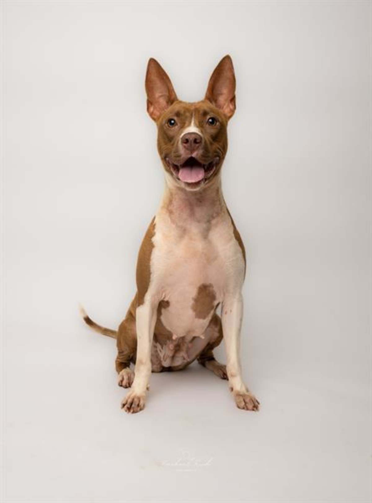 VICTORIA - Mixed Breed (Medium) available for adoption