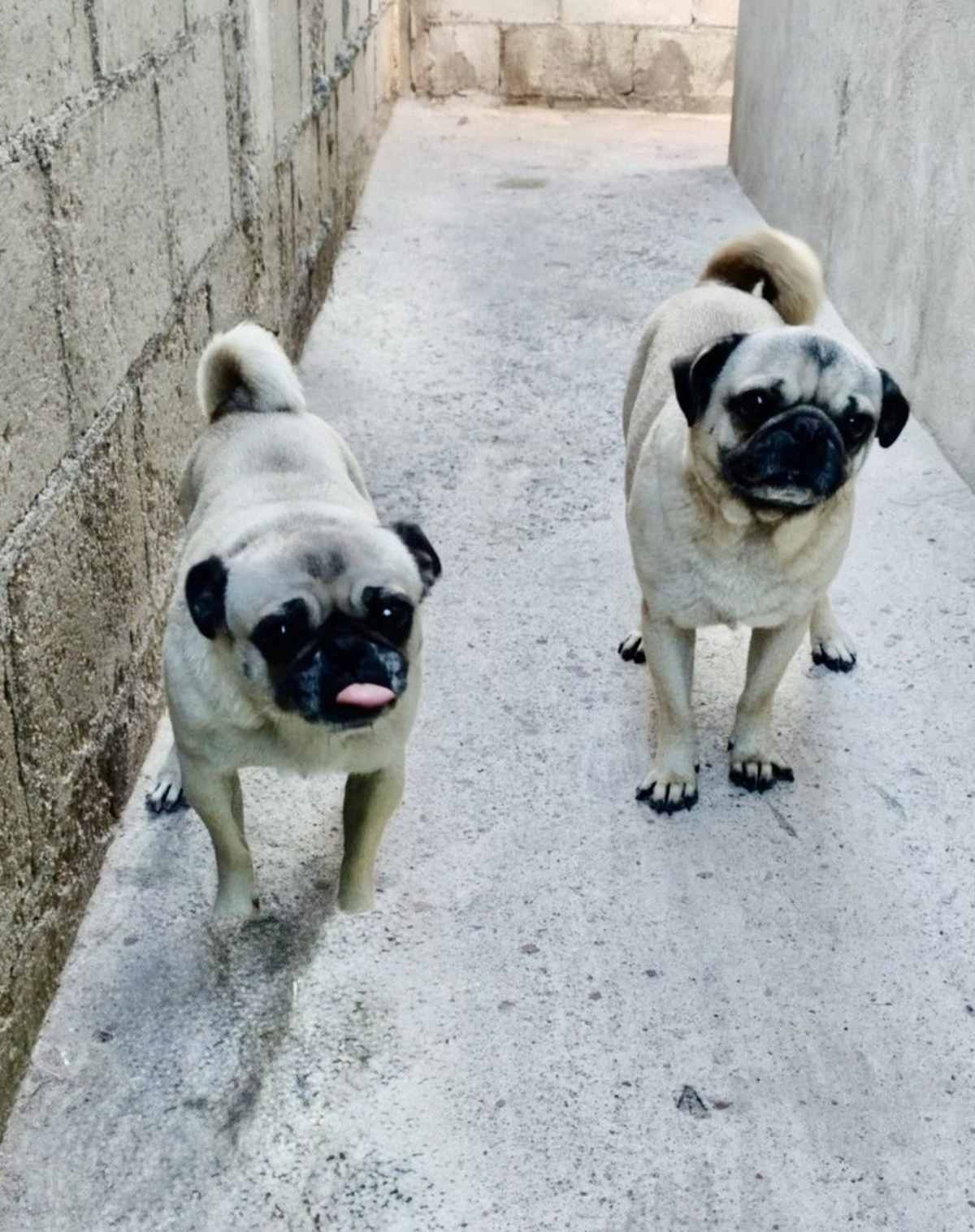 GEORGIE GIRL - Pug available for adoption