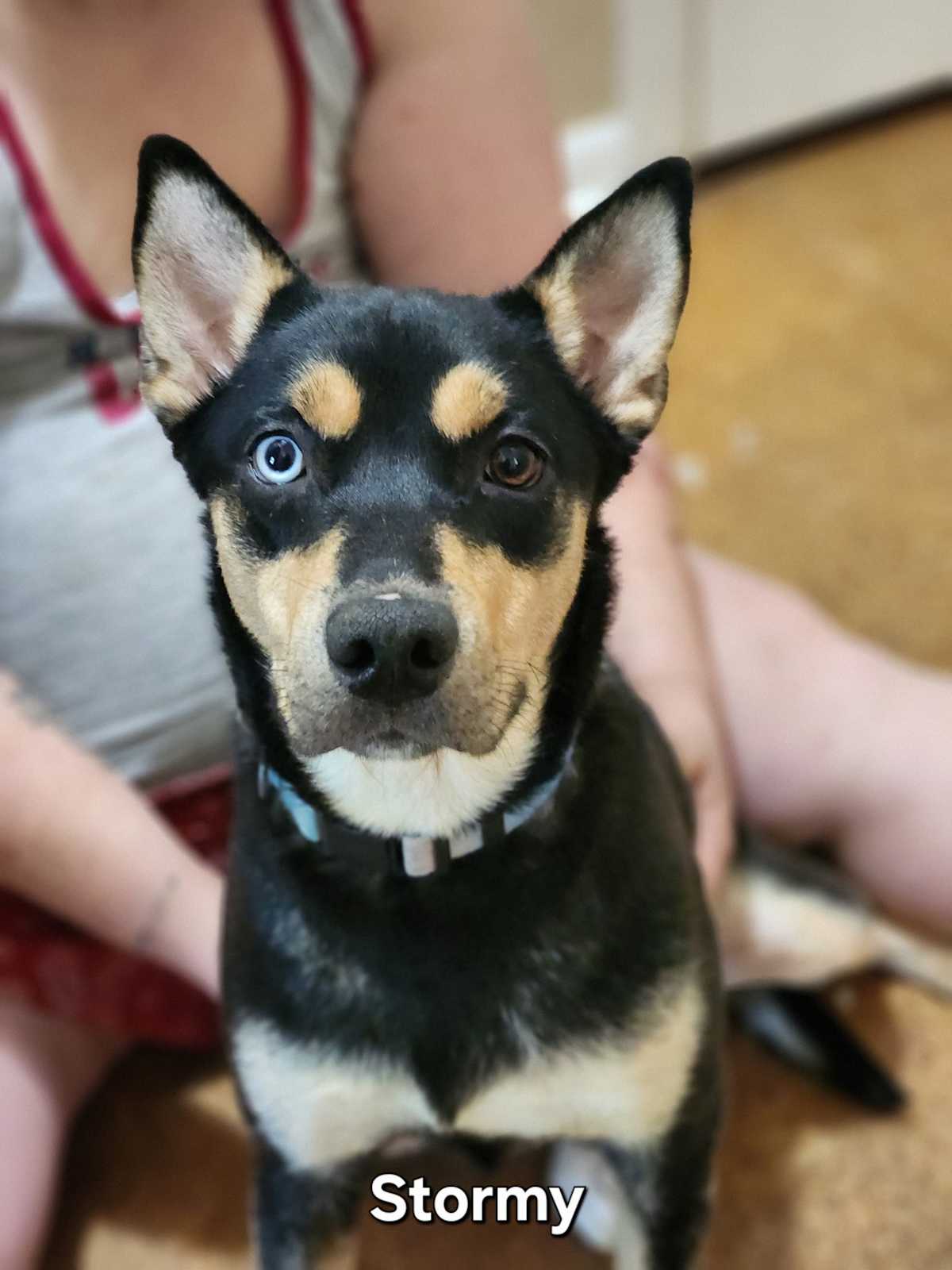 STORMY - Australian Cattle Dog / Labrador Retriever available for adoption