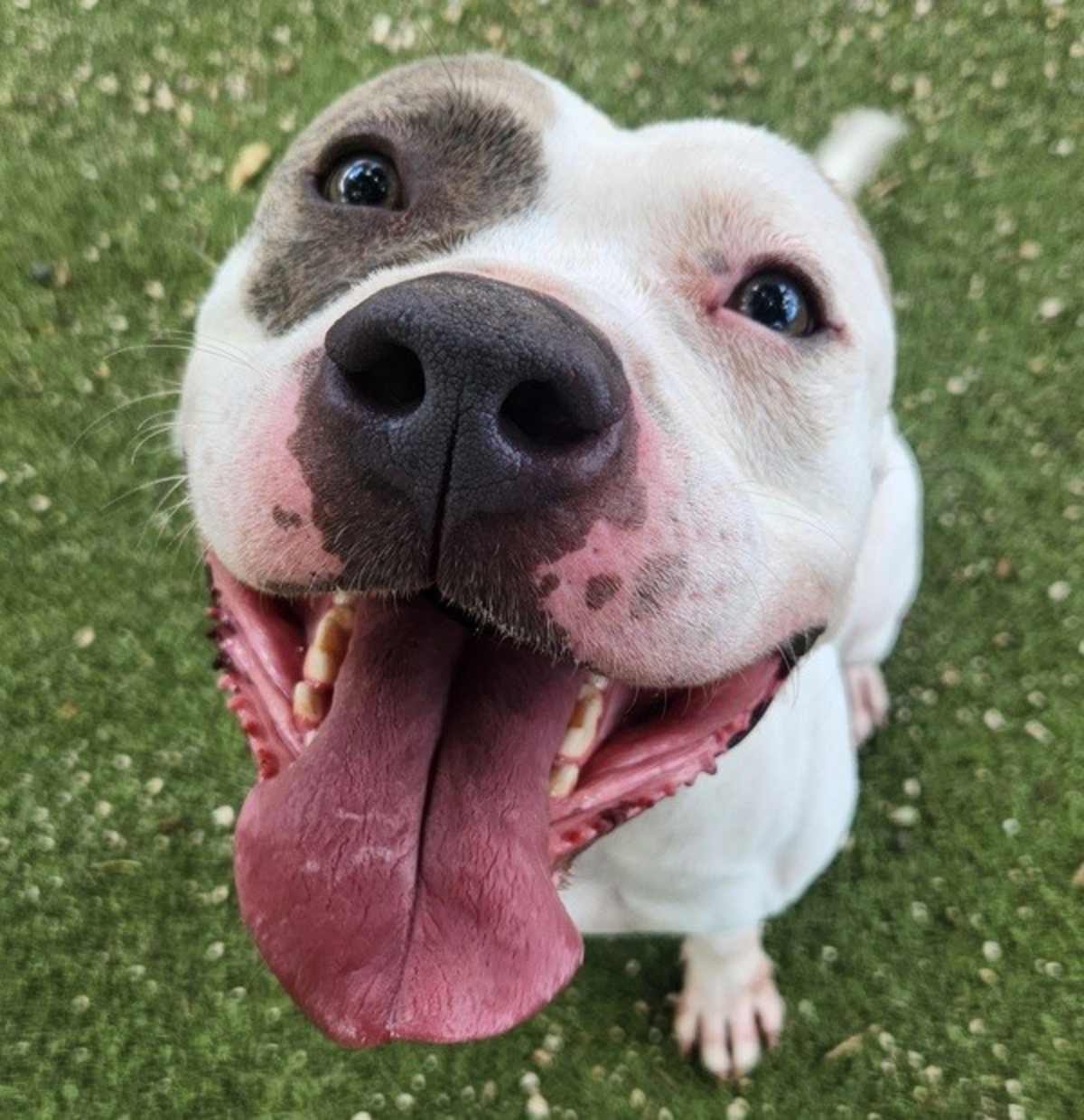 CHICO - American Pit Bull Terrier available for adoption