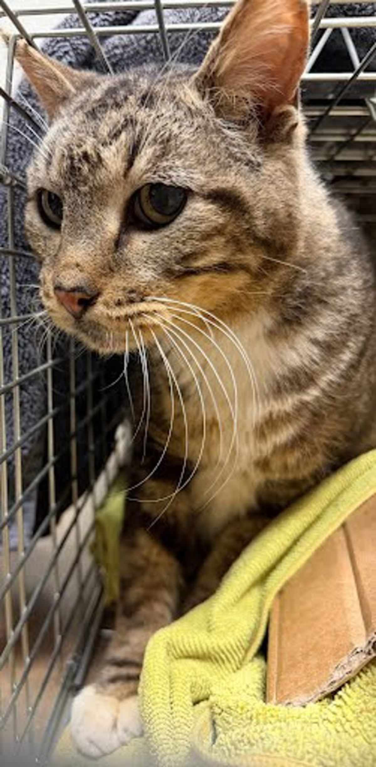 SAMPSON - Domestic Shorthair available for adoption