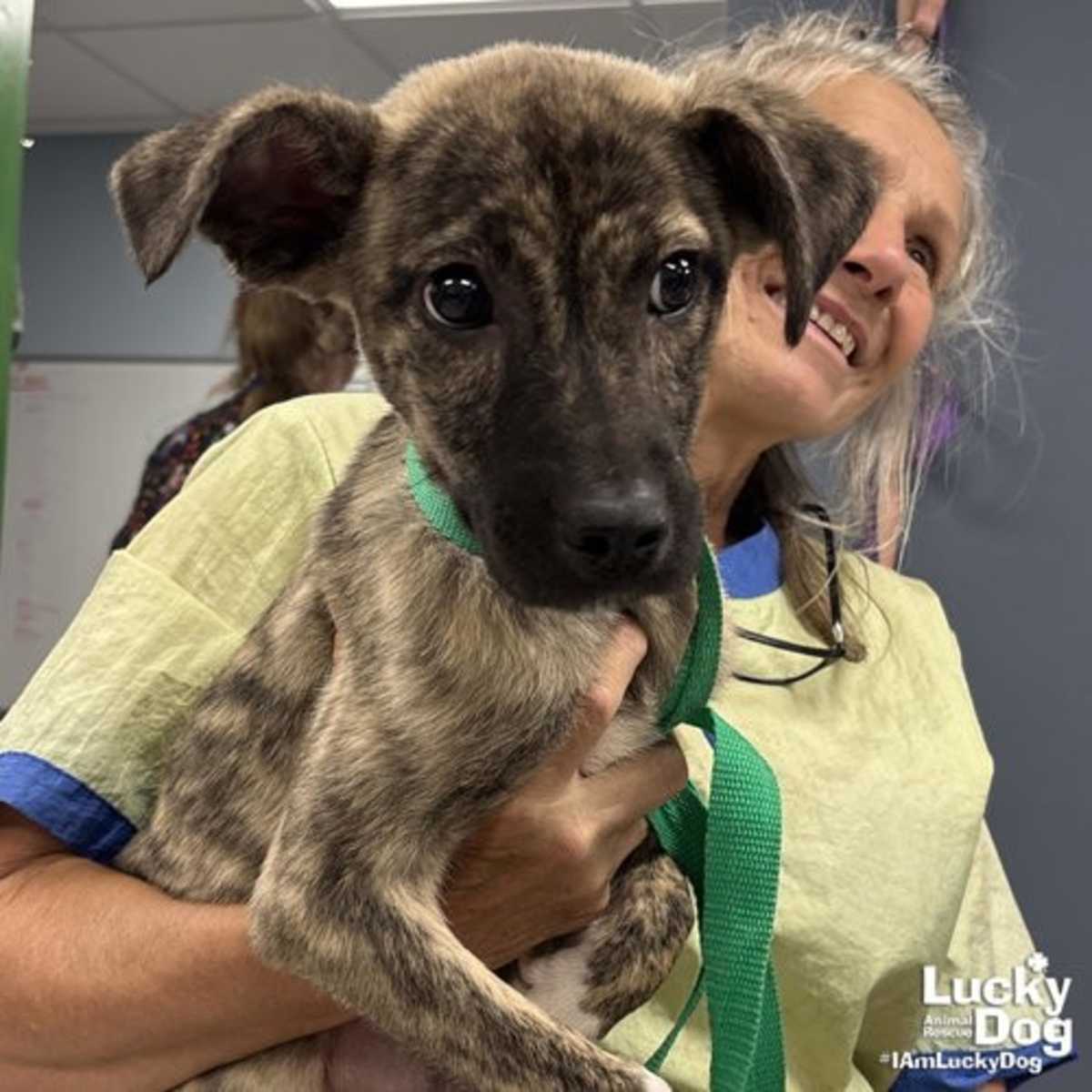 FIONA - Terrier (Unknown Type, Medium) / Shepherd (Unknown Type) available for adoption