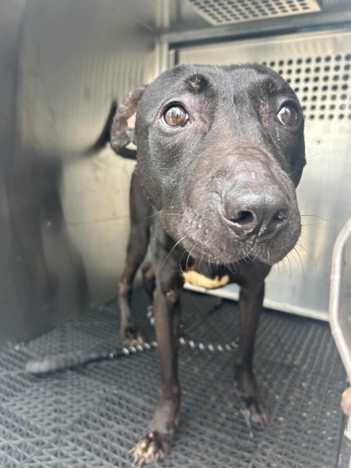 ZAIRE - American Pit Bull Terrier available for adoption