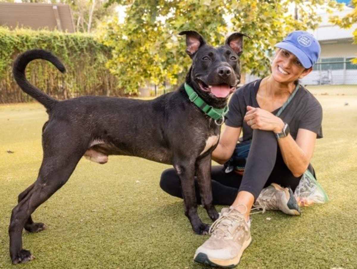 ZAIRE - American Pit Bull Terrier available for adoption