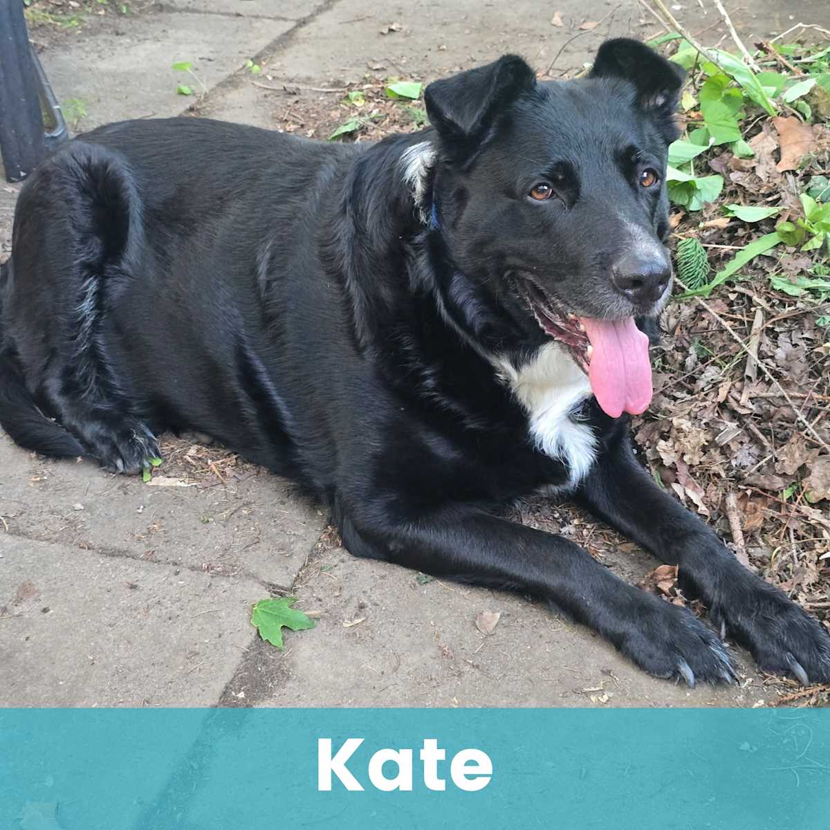 KATE - Mixed Breed (Large) for adoption in Rochester