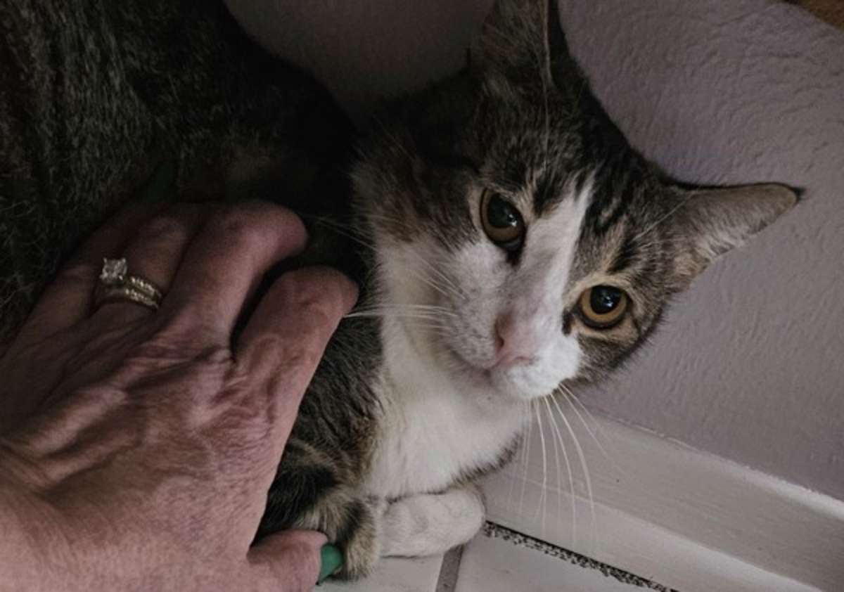 BEE - Domestic Shorthair available for adoption