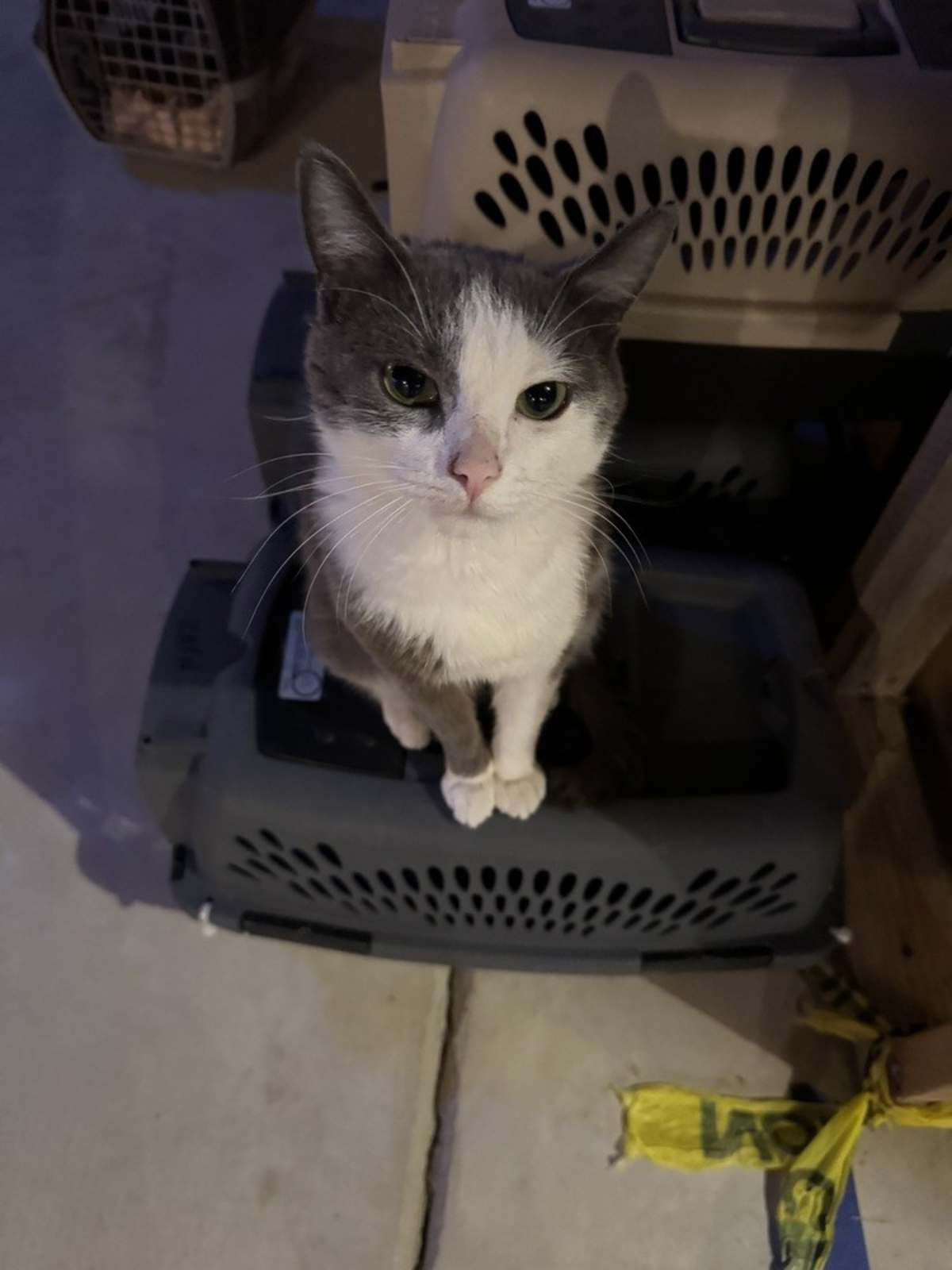 LUCY - Domestic Shorthair available for adoption